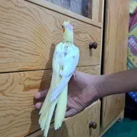 عروس هلندی ۲ماهه