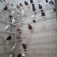 کبوتر|پرنده|ایلام, |دیوار