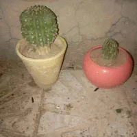 کاکتوس