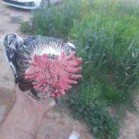 مرغ و جوجه و خروس گلین
