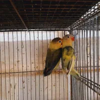 جفت کوتوله مولد کارداده پاربلو پاید و یووینگ بلک