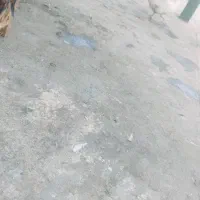بز و غاز