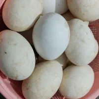 تخم غاز نطفه دار