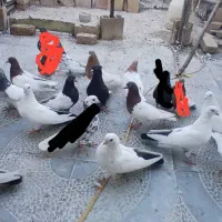 کفتر