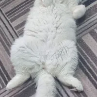 گربه نر جفت گیری