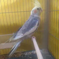 عروس هلندی