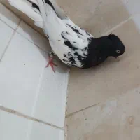 کله سیاه