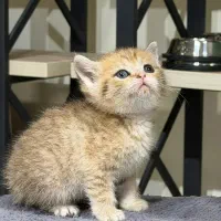 گربه اسکاتیش