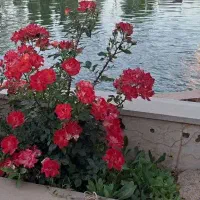 باغ 2 هزار متر