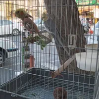 عروس هلندی نرو ماده با قفس حرف بز ن رخ