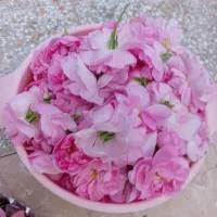 گل محمدی|گل و گیاه طبیعی|باغ بهادران, |دیوار
