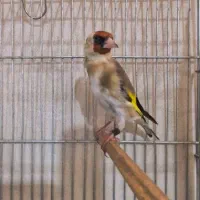 قناری جفتی و سهره ماده