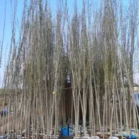 نهال پاکتی و ریشه لخت