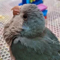 جوجه راهب آبی فیروزه ای