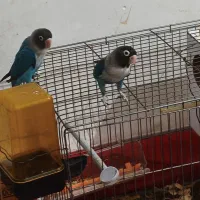طوطی کتوله بهترین نسل و نیم دست اموز