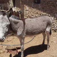 الاغ نر|حیوانات مزرعه|ساوه, |دیوار