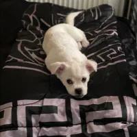 توله سگ آپارتمانی 8ماه نر