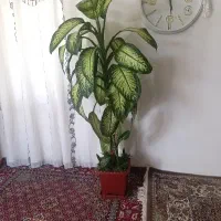 گل دیفون باخیا
