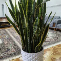 گل شمشیری با گلدان