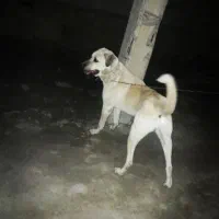 سگ پژدر