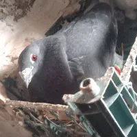 کبوتر پلاکی مسافتی المانی