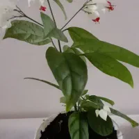 گل پیچ معین التجار
