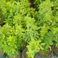 گل شمشاد طلایی و سبز و گلهای آپارتمانی و حیاطی