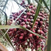 خارک شیرین