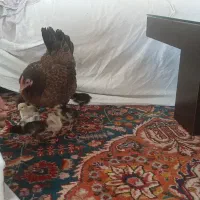 مرغ جوجه