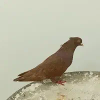 کبوتر سرخ