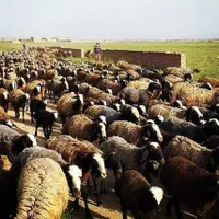 عرضه feroieeگوسفند شال از قزویـّن دَو بره زا