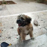 توله سه. ماهه شیتزو