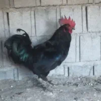مرغ و خروس محلی اصل
