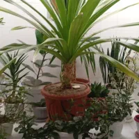 گل کاملا طبیعی