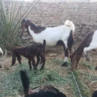 بزافعانی خالص