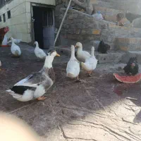اردک نر و ماده