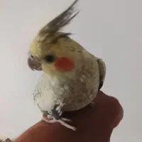 عروس هلندی . فنج . مرغ عشق