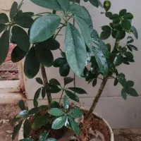 گل وگیاه سالم و باارزش