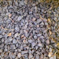 کشمش افتابی . ابگیری