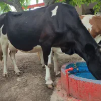 گاو هلشتاین