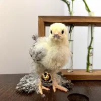 پیش فروش جوجه برهما لایت از نسل وارداتی