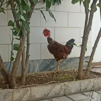 خروس گردن لخت