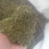 فروش بابونه محلی بوانات باغصفا