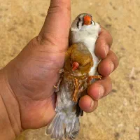 فنچ فول اورنج