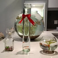 ماهی تزیینی