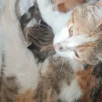 گربه خونگی واگذاری ومعاوضه پرشین