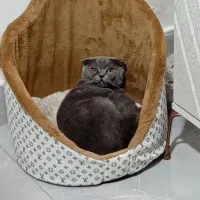 گربه
