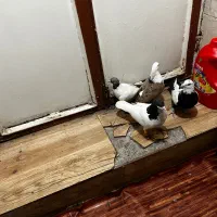 کبوتر|پرنده|قزوین, |دیوار