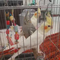 عروس هلندی