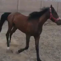 اسب عرب ایرانی خالص